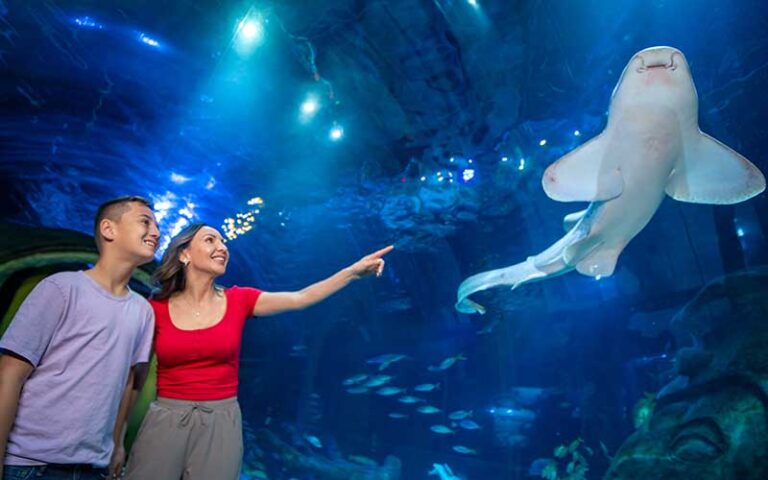 SEA LIFE Orlando Aquarium Package | 4 Days 3 Nights | One-Bedroom Unit at Summer Bay Orlando
