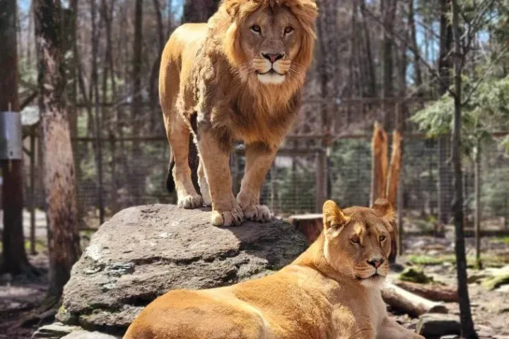 Claws 'N' Paws Wild Animal Park Package | 3 Days 2 Nights | One-Bedroom Unit at Pocono Mountain Villas