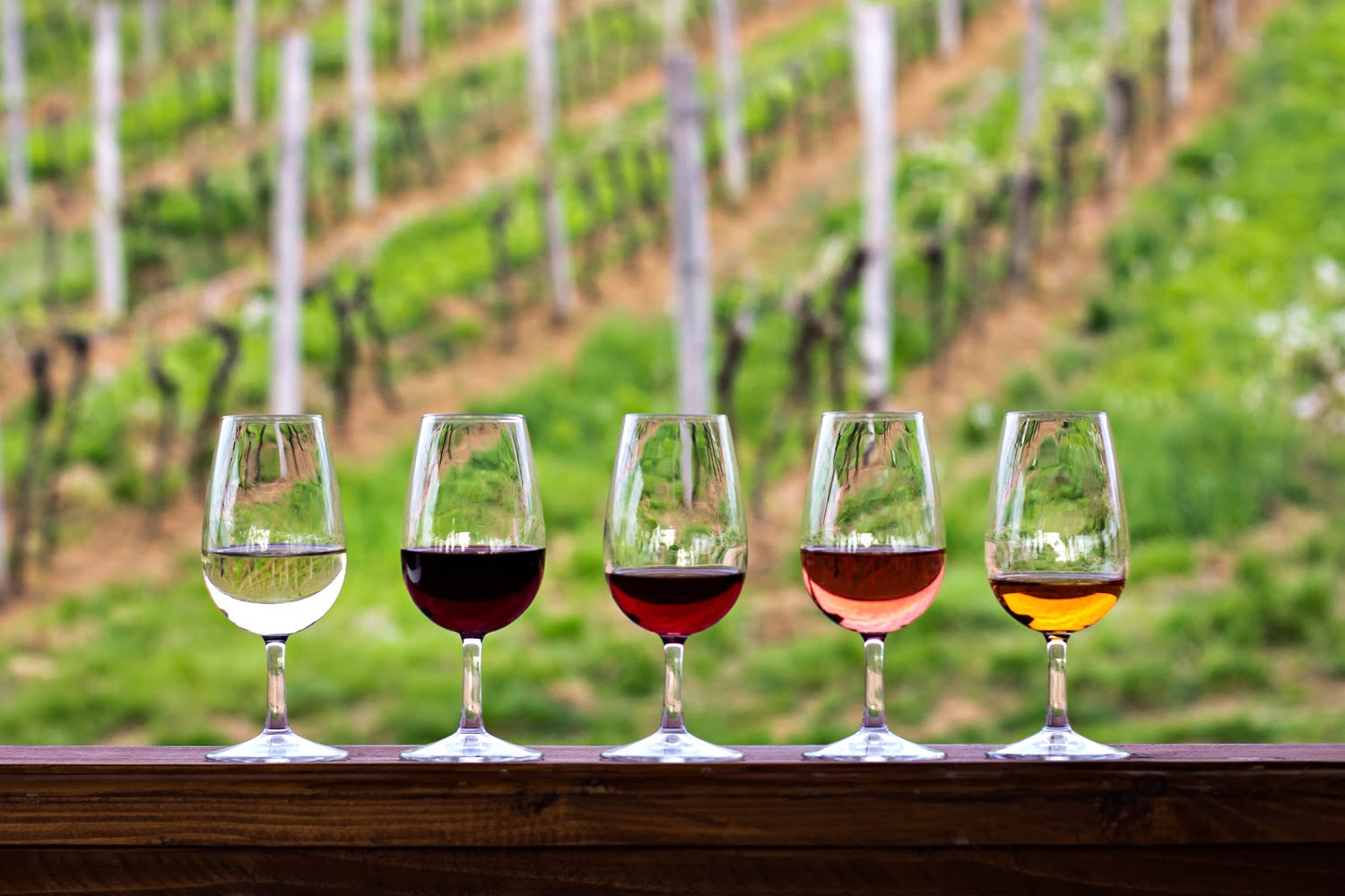 Wine Tasting Experience